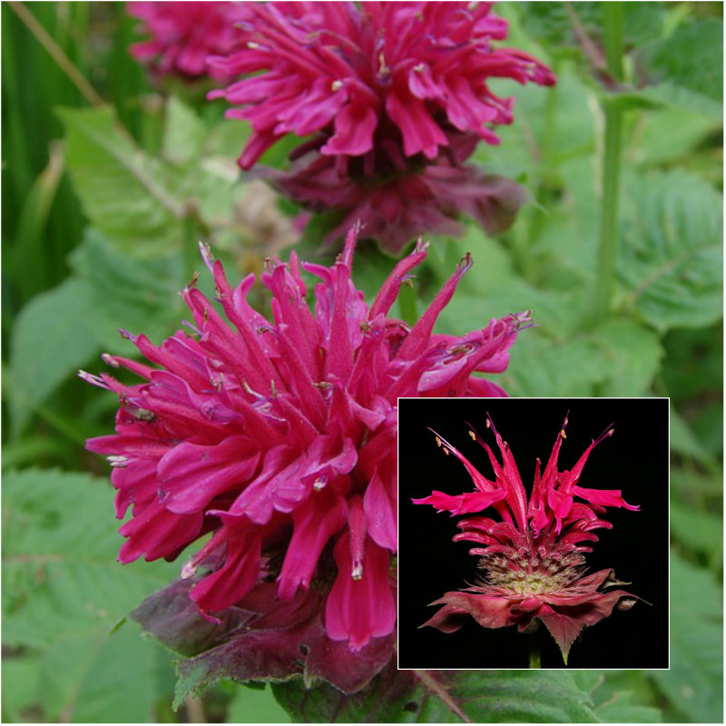 raspberry bee balm flower